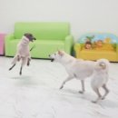 한강펫케어센터 이미지