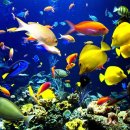 great barrier reef australia 장대한 호주의 산호초 군락 이미지