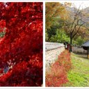 은행나무숲 주차장 부근 이미지