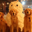 38.5DOG 네이버블로그