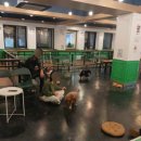 펫사랑 콜 이미지