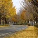 은행나무길 이미지