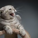 낭만고양이(운정점) 이미지