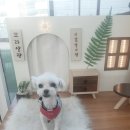 꼬리살랑 이미지