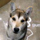 VIP동물의료센터 서초동작점 이미지