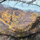 [토요걷기]2023.11.04(토) 가을의 마지막 축제. 춘천 채종원 고도트미 이깔나무 숲의 바다로~(낙화님진행)( 1) 이미지