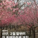 &#34;신안 홍매화축제 당일 여행, 봄의 절정으로!&#34; 이미지