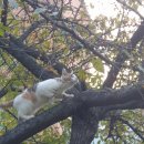 동두천중고등학교 | (둘레길 사진후기 - 31) 오대산 선재길, 상원사, 월정사, 오대산전나무숲길