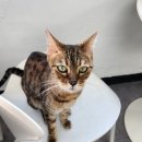 캣츠앤몬스터 이미지