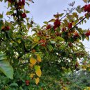 임파선암에좋은식품.임파선암치료에좋은식품.임파선암에좋은약초.임파선암치료에좋은약초. 이미지