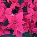 시인의마음 이미지