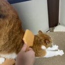 핀 독 | 🐾고양이 브러쉬 추천 - 고양이계의 효자손! 어피독 묘한손🐾