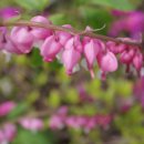 꽃집민박 이미지