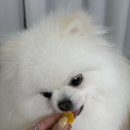 견제과