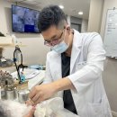 북구우리들병원 | 광주 북구 동물병원, 강아지 콧물 이유, 입 안에서 시작될 수 있다고요?