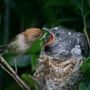 뻐꾸기식당 이미지