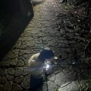 투어코코넛 | [일본/미야코지마] 아이와 함께하는 셀프 나이트투어 코코넛크랩 보고 온 후기