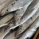 목포세발낙지 이미지