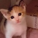 커피타는 고양이 이미지