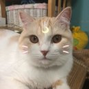 [대전 중구] 고양이 라떼를 찾습니다...(풀어진 목줄 발견했습니다..) 이미지