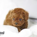 은평애견 이미지