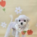 멍보드레 이미지