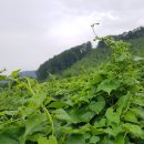 차령농원 이미지