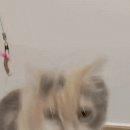 다흰 이미지