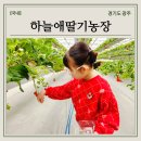 하늘애딸기농장 | 경기도 광주 하늘애딸기농장 서울근교 딸기체험 딸기따기 딸기잼 만들기