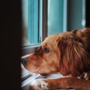 나는강아지 이미지