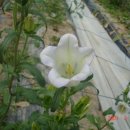 송아지농장 이미지