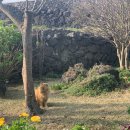 느릅낭집 이미지