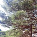 [1박 2일 울진여행후기] 금강소나무숲길1코스를 걷다..&gt;&gt;모든 걸 정리하는 가을은 이별... 그리고 회상