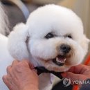 THE DOG SALON 이미지