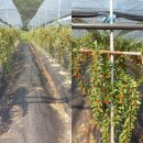 청홍농장 이미지