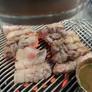 탄통제주돼지