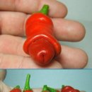 빨간고추 이미지