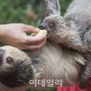 나무늘보 이미지