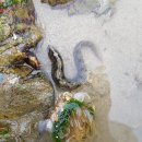 어류도감 - 농어目 - 황줄베도라치科 - 민그물베도라치 이미지