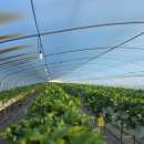 동방농장 이미지