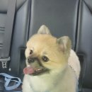 몽이묭실 이미지