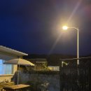 월오포레스트 이미지