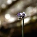 희미한옛사랑의그림자 이미지