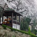 부산의 봄은 벚꽃의 향연이다 이미지