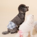 도도 켄넬 이미지