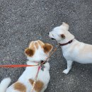 반려마루 화성 이미지