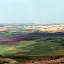 밀밭사이 이미지