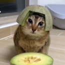 하코부네 이미지