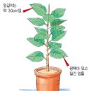 실내의 넓은 공간에 잘 어울리는 ‘인도고무나무’ 이미지