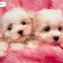 이쁜강아지 이미지